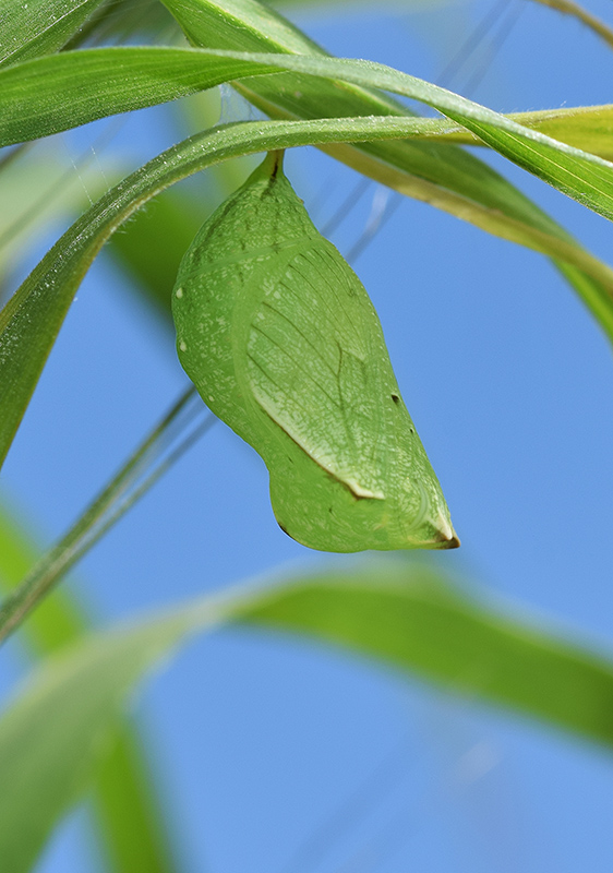 Pararge aegeria - Nymphalidae Satyrinae